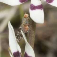 Austrotephritis poenia (Australian Fruit Fly) at Strathnairn, ACT - 17 Sep 2023 by AlisonMilton