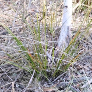 Lepidosperma laterale at Acton, ACT - 16 Sep 2023