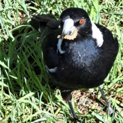 Gymnorhina tibicen (Australian Magpie) at Hackett, ACT - 17 Sep 2023 by abread111