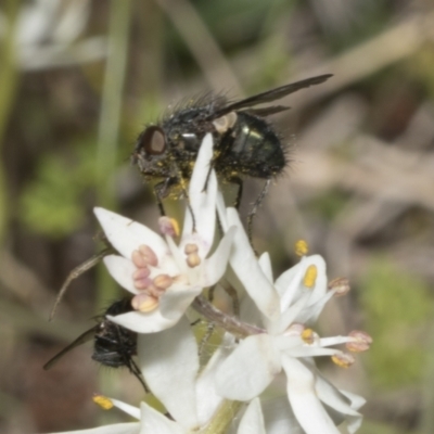 Chrysomya sp. (genus) (A green/blue blowfly) at Strathnairn, ACT - 17 Sep 2023 by AlisonMilton