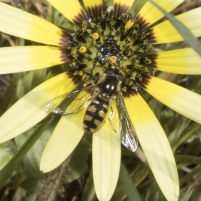 Melangyna viridiceps (Hover fly) at Ginninderry Conservation Corridor - 17 Sep 2023 by AlisonMilton