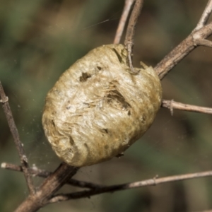 Mantidae - egg case (family) at Strathnairn, ACT - 17 Sep 2023 10:51 AM