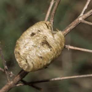 Mantidae - egg case (family) at Strathnairn, ACT - 17 Sep 2023 10:51 AM