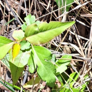 Prunus sp. at Hackett, ACT - 17 Sep 2023