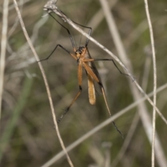 Harpobittacus australis at Strathnairn, ACT - 17 Sep 2023