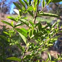 Ligustrum sinense (Narrow-leaf Privet, Chinese Privet) at Mount Majura - 17 Sep 2023 by abread111