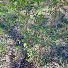 Ligustrum sinense at Hackett, ACT - 17 Sep 2023 02:10 PM