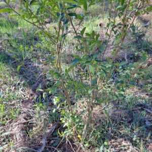 Ligustrum sinense at Hackett, ACT - 17 Sep 2023 02:10 PM