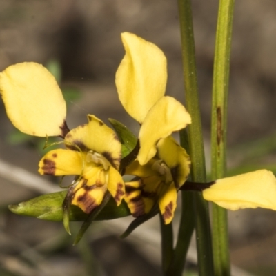 Diuris pardina (Leopard Doubletail) at Strathnairn, ACT - 17 Sep 2023 by AlisonMilton