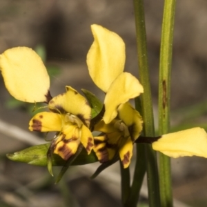 Diuris pardina at Strathnairn, ACT - 17 Sep 2023