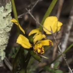 Diuris pardina at Strathnairn, ACT - suppressed