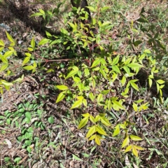 Nandina domestica (Sacred Bamboo) at Mount Majura - 17 Sep 2023 by abread111