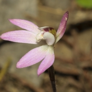 Caladenia fuscata at Strathnairn, ACT - 17 Sep 2023