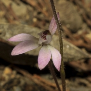 Caladenia fuscata at Strathnairn, ACT - 17 Sep 2023