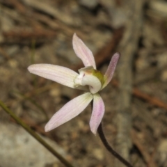 Caladenia fuscata at Strathnairn, ACT - 17 Sep 2023