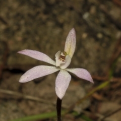 Caladenia fuscata at Strathnairn, ACT - 17 Sep 2023