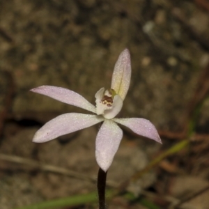 Caladenia fuscata at Strathnairn, ACT - 17 Sep 2023