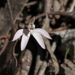 Caladenia fuscata at Strathnairn, ACT - 17 Sep 2023