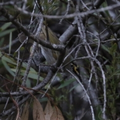 Caligavis chrysops (Yellow-faced Honeyeater) at Cotter River, ACT - 16 Sep 2023 by RodDeb