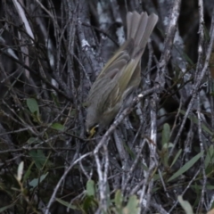 Caligavis chrysops at Cotter River, ACT - 16 Sep 2023