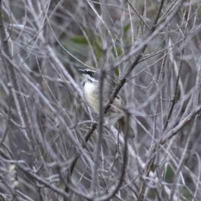 Sericornis frontalis (White-browed Scrubwren) at Cotter River, ACT - 16 Sep 2023 by RodDeb