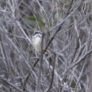 Sericornis frontalis at Cotter River, ACT - 16 Sep 2023