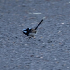 Malurus cyaneus (Superb Fairywren) at Namadgi National Park - 16 Sep 2023 by RodDeb