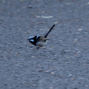 Malurus cyaneus at Cotter River, ACT - 16 Sep 2023