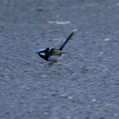 Malurus cyaneus (Superb Fairywren) at Cotter River, ACT - 16 Sep 2023 by RodDeb