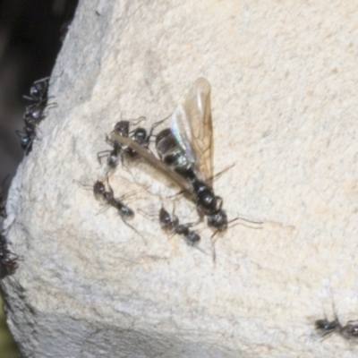 Iridomyrmex sp. (genus) (Ant) at Strathnairn, ACT - 17 Sep 2023 by AlisonMilton