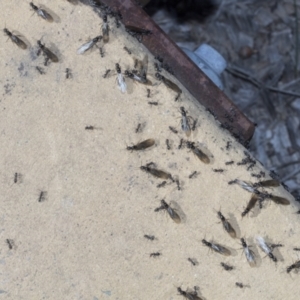 Iridomyrmex sp. (genus) at Strathnairn, ACT - 17 Sep 2023