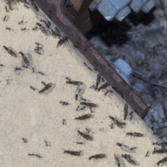 Iridomyrmex sp. (genus) at Strathnairn, ACT - 17 Sep 2023 02:17 PM