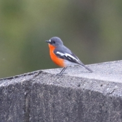 Petroica phoenicea (Flame Robin) at Namadgi National Park - 16 Sep 2023 by RodDeb