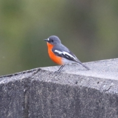 Petroica phoenicea (Flame Robin) at Corin Reservoir - 16 Sep 2023 by RodDeb