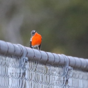 Petroica phoenicea at Cotter River, ACT - 16 Sep 2023