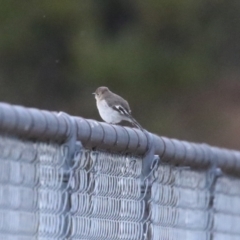 Petroica phoenicea at Cotter River, ACT - 16 Sep 2023