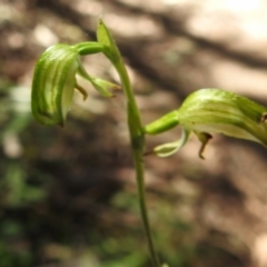 Bunochilus montanus (ACT) = Pterostylis jonesii (NSW) (Montane Leafy Greenhood) at Paddys River, ACT - 17 Sep 2023 by JohnBundock