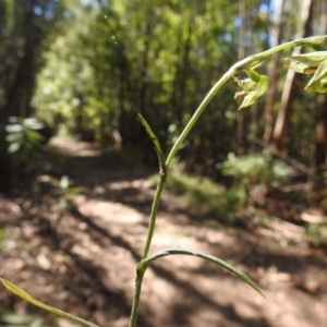 Bunochilus montanus (ACT) = Pterostylis jonesii (NSW) at Paddys River, ACT - 17 Sep 2023