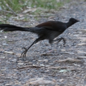 Menura novaehollandiae at Cotter River, ACT - 16 Sep 2023 04:53 PM