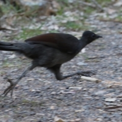 Menura novaehollandiae at Cotter River, ACT - 16 Sep 2023 04:53 PM