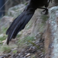 Menura novaehollandiae at Cotter River, ACT - 16 Sep 2023 04:53 PM