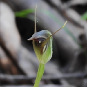 Pterostylis pedunculata at Paddys River, ACT - suppressed