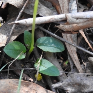 Pterostylis pedunculata at Paddys River, ACT - suppressed