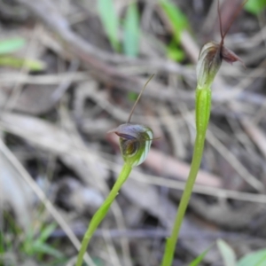 Pterostylis pedunculata at Paddys River, ACT - 17 Sep 2023