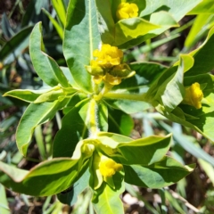 Euphorbia oblongata (Egg-leaf Spurge) at Mount Majura - 17 Sep 2023 by abread111
