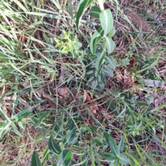 Euphorbia oblongata at Hackett, ACT - 17 Sep 2023 02:49 PM