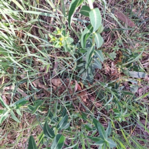 Euphorbia oblongata at Hackett, ACT - 17 Sep 2023