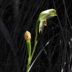 Bunochilus montanus (Montane Leafy Greenhood) at Paddys River, ACT - 17 Sep 2023 by JohnBundock