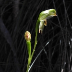 Bunochilus montanus (Montane Leafy Greenhood) at Tidbinbilla Nature Reserve - 17 Sep 2023 by JohnBundock