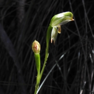 Bunochilus montanus at Paddys River, ACT - 17 Sep 2023